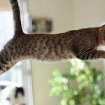 The-Ultimate-Flying-Cats-Cover.jpg