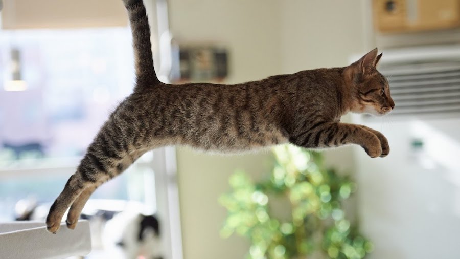 The-Ultimate-Flying-Cats-Cover.jpg