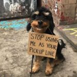 dog-with-sign-09.jpg