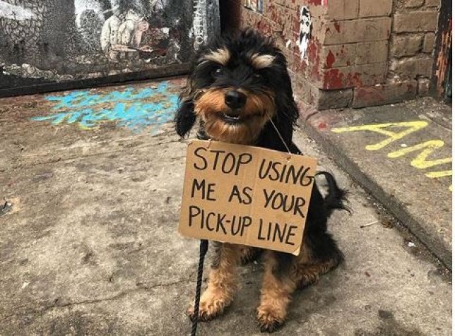 dog-with-sign-09.jpg